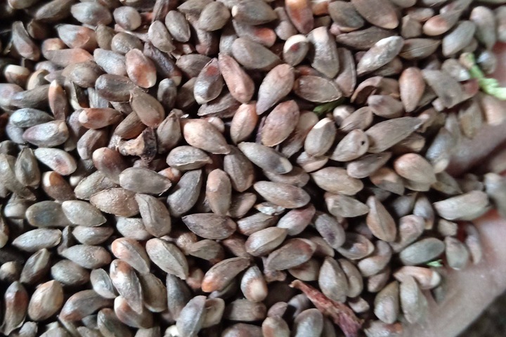 側(cè)柏 側(cè)柏