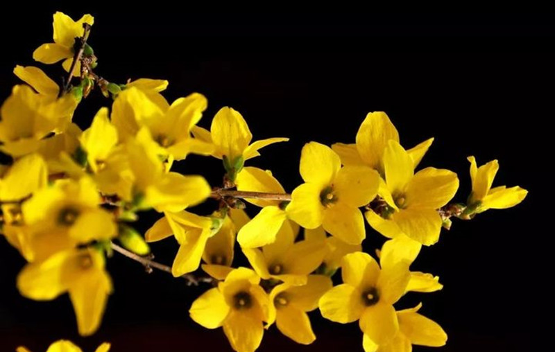 迎春花和連翹花有什么區(qū)別？