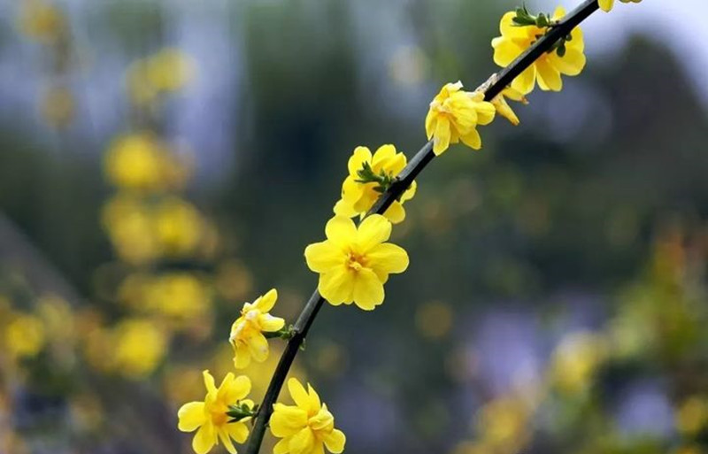 迎春花和連翹花有什么區(qū)別？