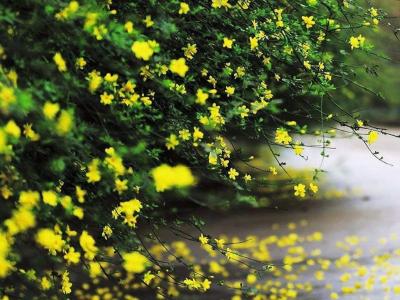 迎春花和連翹花有什么區(qū)別？