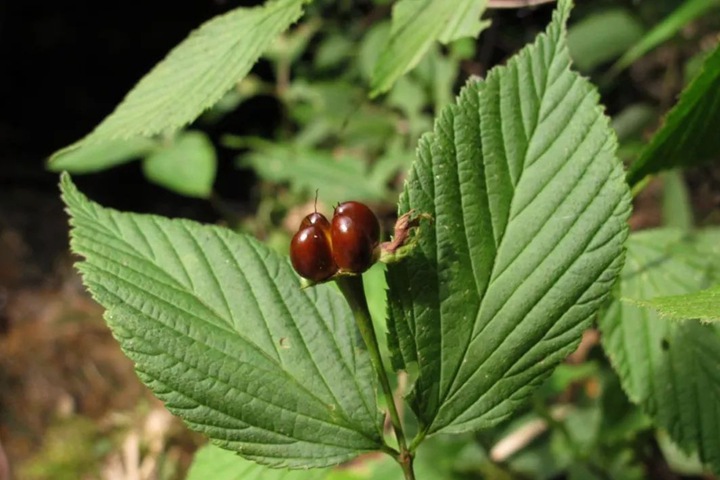 雞麻圖片_價格_養(yǎng)護方法 雞麻圖片_價格_養(yǎng)護方法