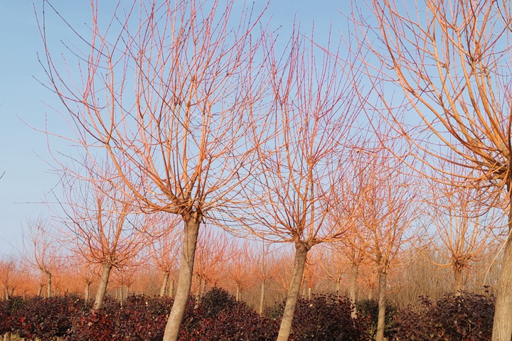 霞光<a href=http://m.kitchfod.com/lvhuamiaomu/70.html target=_blank class=infotextkey>絲棉木</a> 霞光絲棉木