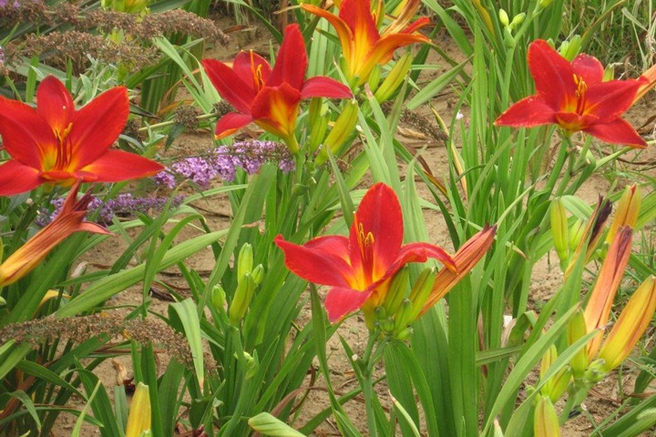 紅寶石萱草 紅寶石萱草