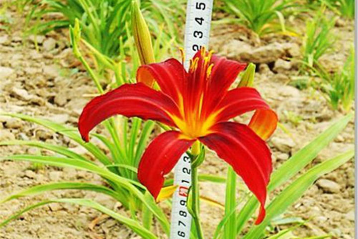 紅寶石萱草 紅寶石萱草