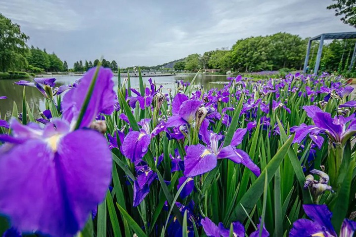 德國鳶尾圖片_花語_價格 德國鳶尾圖片_花語_價格