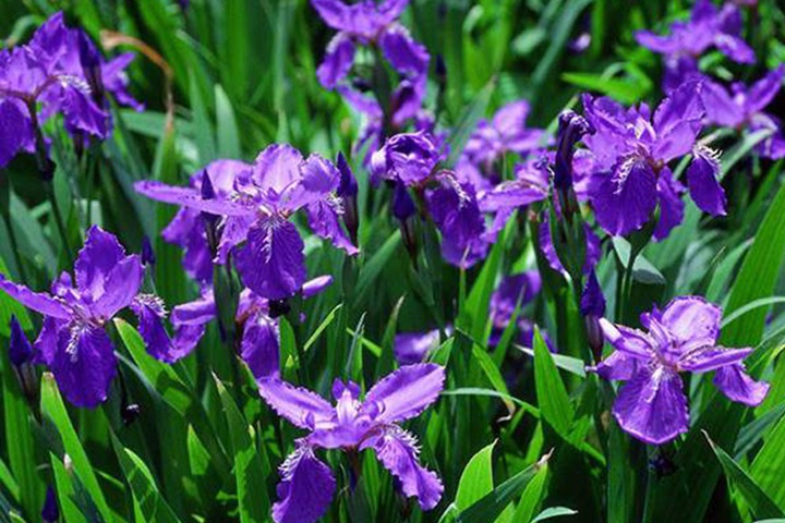 德國鳶尾圖片_花語_價格 德國鳶尾圖片_花語_價格