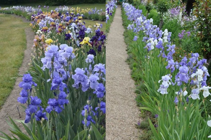 德國鳶尾圖片_花語_價格 德國鳶尾圖片_花語_價格
