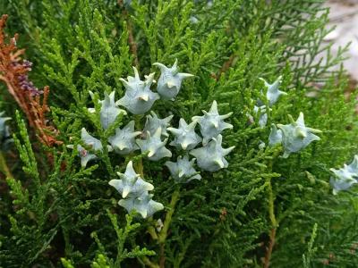 側(cè)柏的屬性及功效，有什么藥用價值