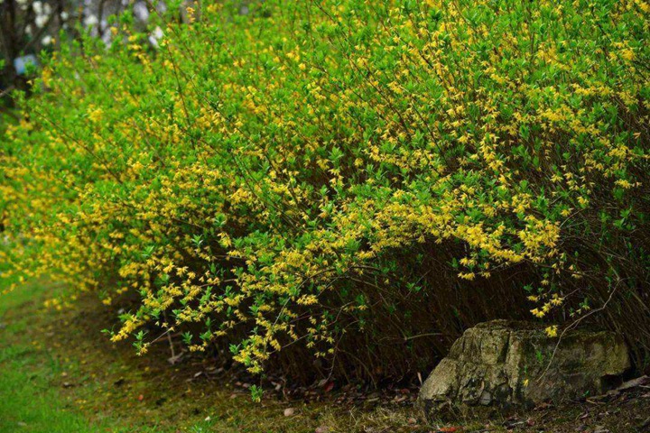 金鐘連翹 金鐘連翹