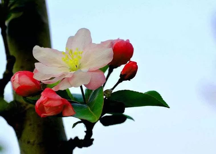 八棱海棠的果實(shí)能不能吃,八棱海棠的果實(shí)能吃嗎？