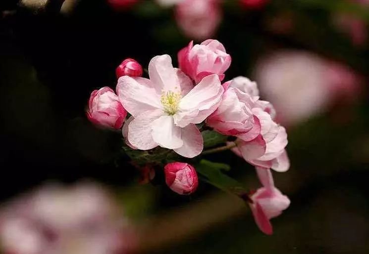 八棱海棠的果實(shí)能不能吃,八棱海棠的果實(shí)能吃嗎？