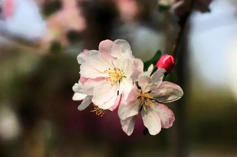 八棱海棠的果實(shí)能不能吃,八棱海棠的果實(shí)能吃嗎？