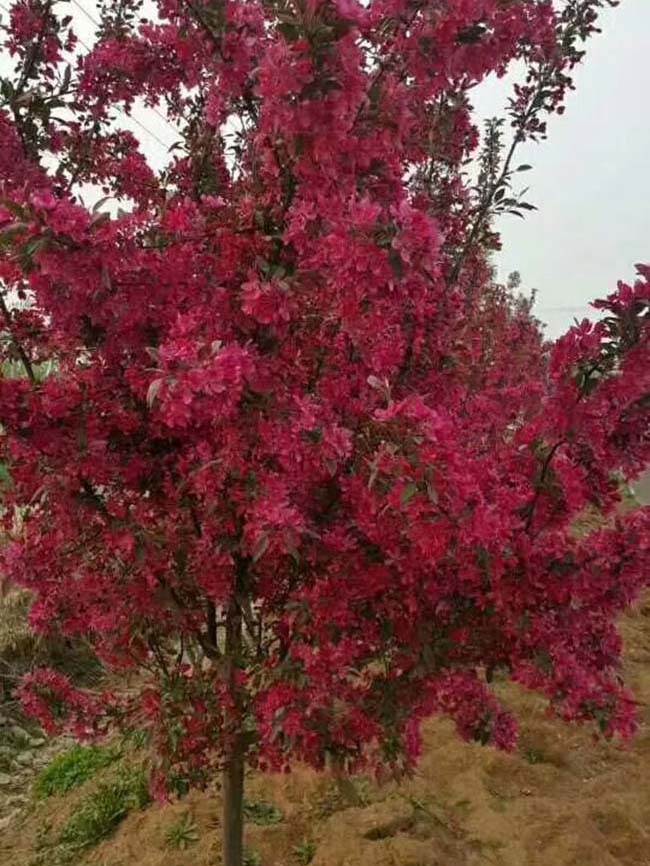 高原之火海棠果實(shí)可以吃嗎