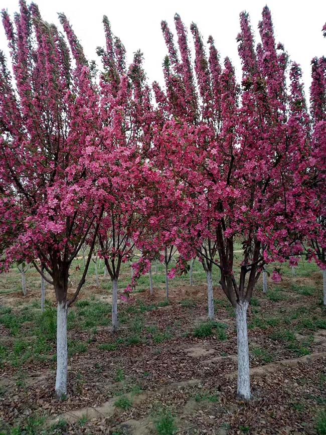 高原之火海棠果實(shí)可以吃嗎