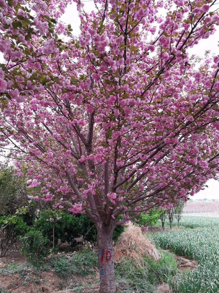 櫻花樹(shù) 櫻花樹(shù)