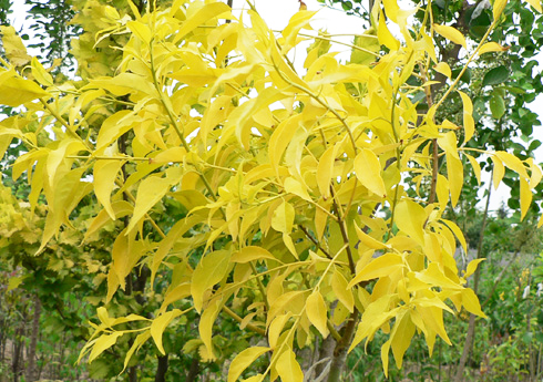 2022年金葉絲棉木球價格多少錢一棵 2022年金葉絲棉木球價格多少錢一棵