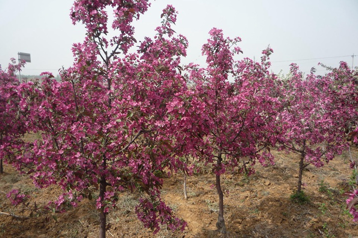 北美海棠 北美海棠
