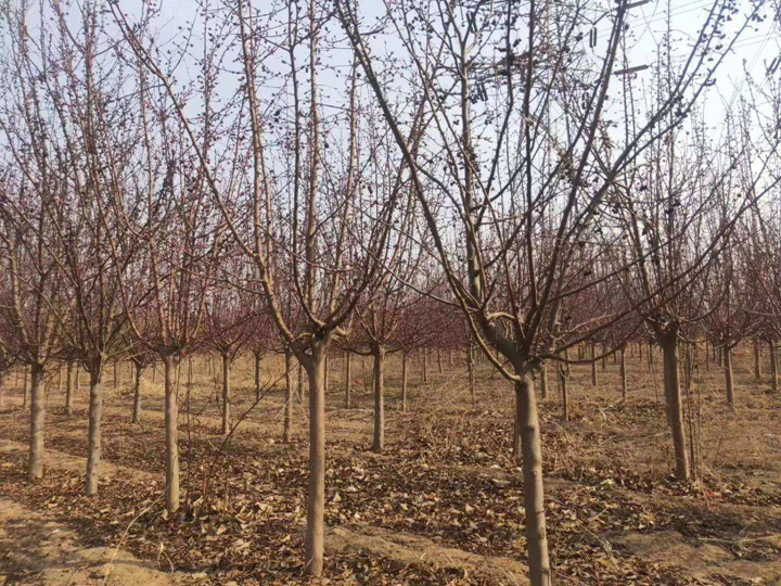 北美海棠 北美海棠