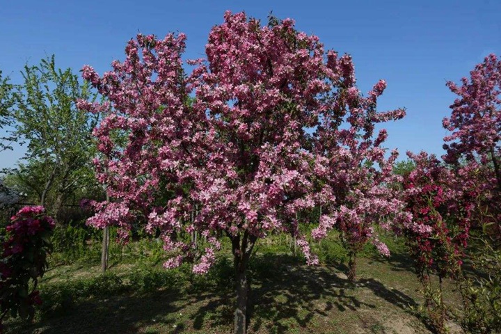 北美海棠 北美海棠