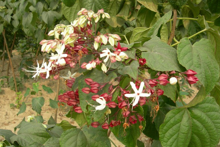 海洲常山有毒嗎，果實(shí)能不能吃？