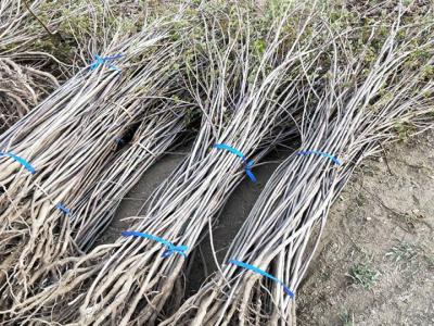 黃櫨小苗什么時(shí)候移栽好，黃櫨小苗最佳移栽時(shí)間