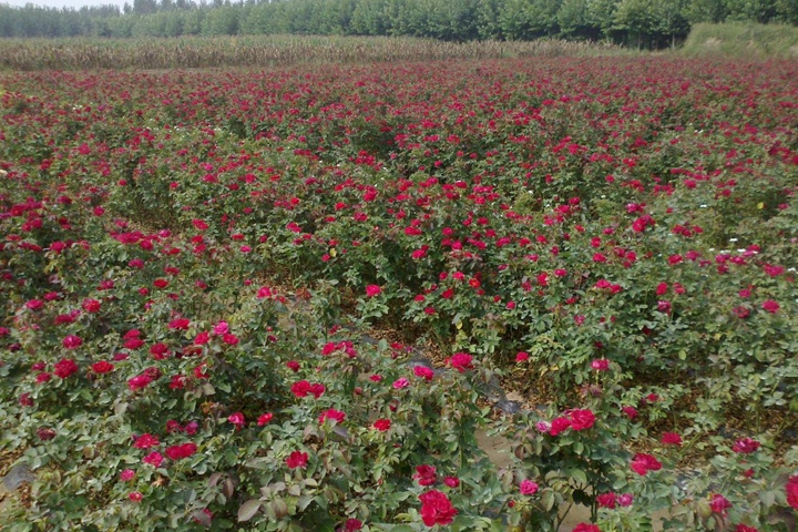 大花月季 大花月季