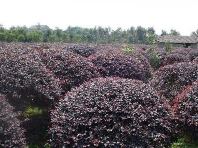 紅花檵木價格，紅花檵木價格是多少