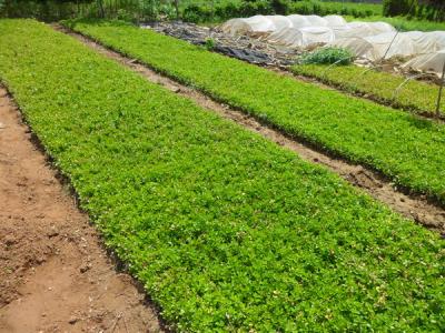 瓜子黃楊怎么養(yǎng)，瓜子黃楊怎樣繁殖