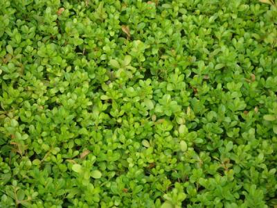 瓜子黃楊球圖片，瓜子黃楊球高清圖片