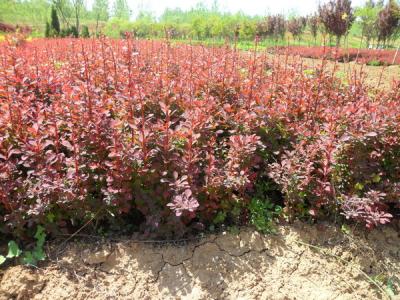 紅葉小檗種子長(zhǎng)什么樣，紅葉小檗種子何時(shí)播種？