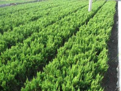 小龍柏盆景放家里好不好，小龍柏盆景可以在室內(nèi)嗎