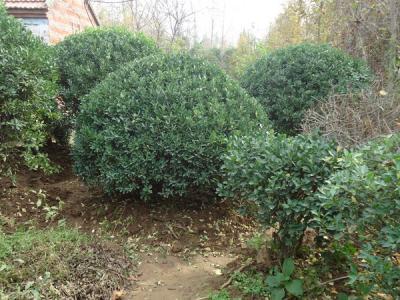 冬青樹的果子是什么顏色的，冬青果可以保持多久