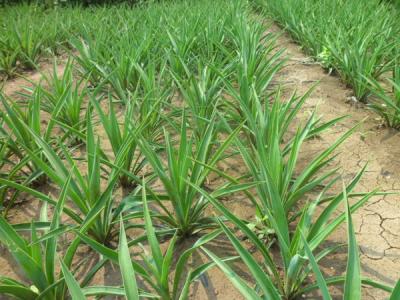 劍麻多久開一次花，劍麻多少年開一次花