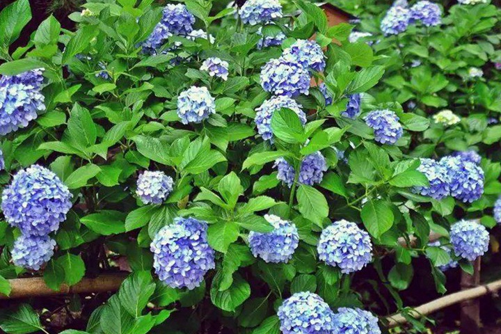 繡球花幾月份開花,繡球花期有多長(zhǎng)