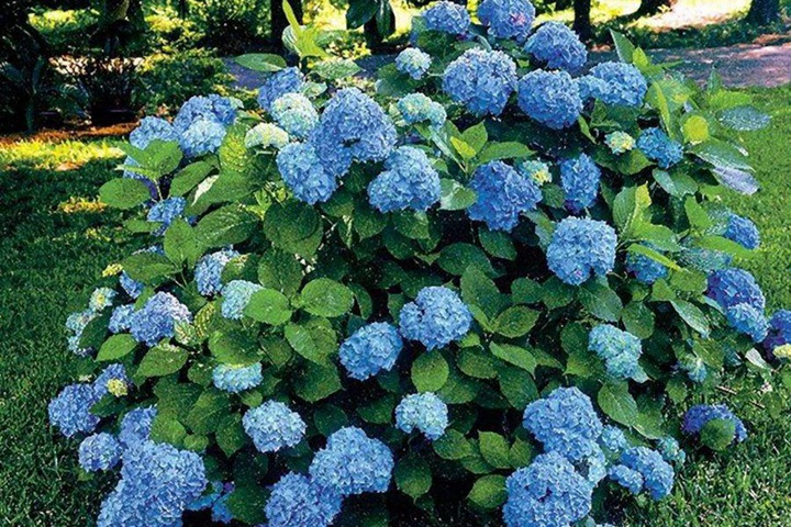 繡球花幾月份開花,繡球花期有多長(zhǎng)