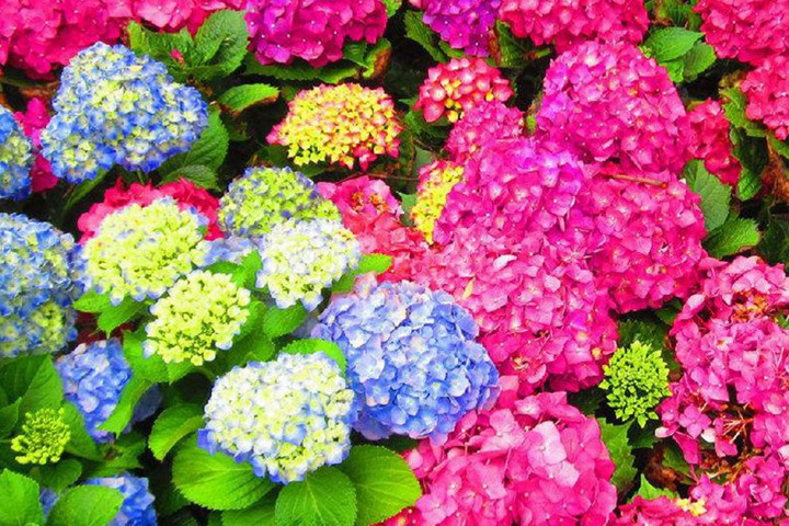 繡球花幾月份開花,繡球花期有多長(zhǎng)