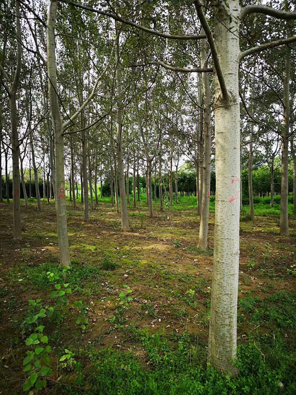 楊樹林圖片 楊樹林圖片