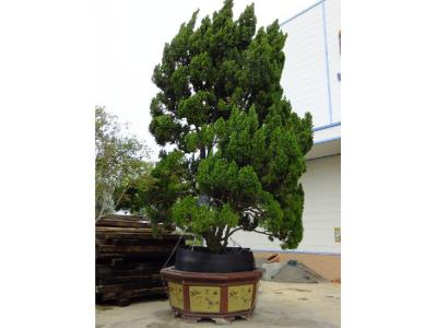 小龍柏苗最新價格，小龍柏小苗最新價格