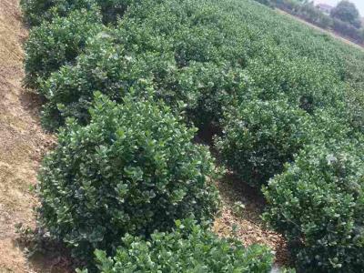 無刺構骨球規(guī)格有哪些