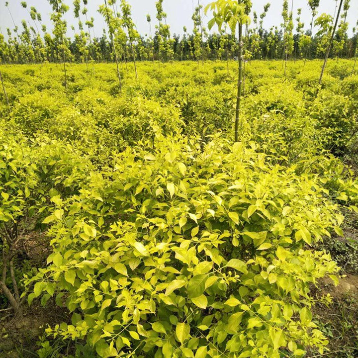 金葉絲棉木地球 金葉絲棉木地球