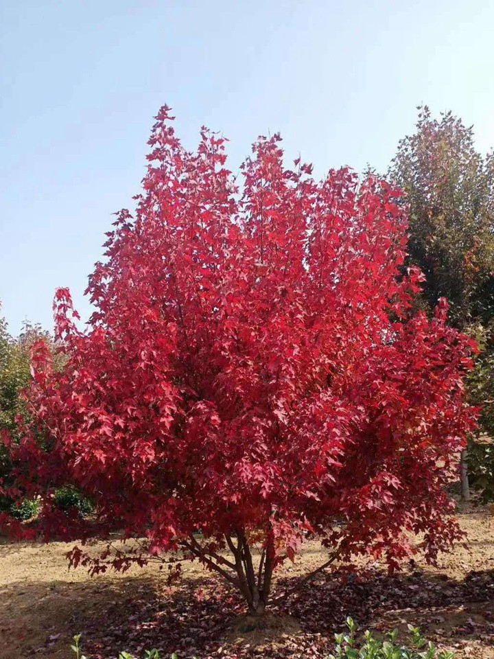 叢生紅點(diǎn)紅楓 叢生紅點(diǎn)紅楓