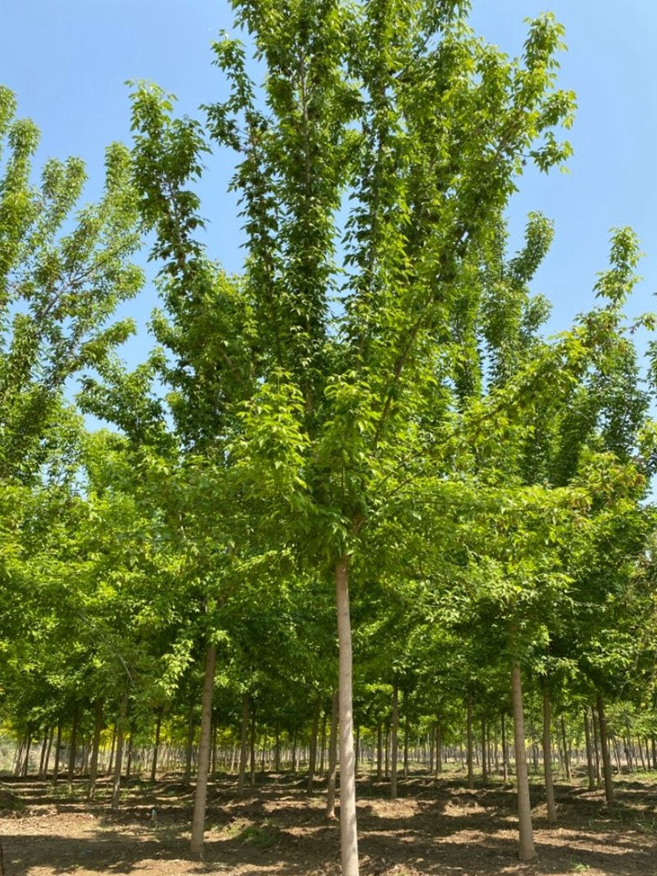 綠葉復葉槭 綠葉復葉槭