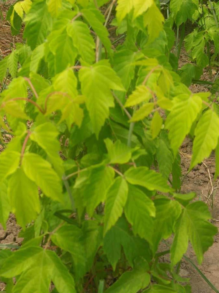 綠葉復葉槭 綠葉復葉槭