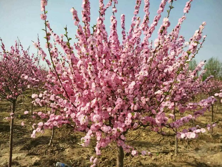 榆葉梅花期多長(zhǎng)時(shí)間 榆葉梅花期多長(zhǎng)時(shí)間