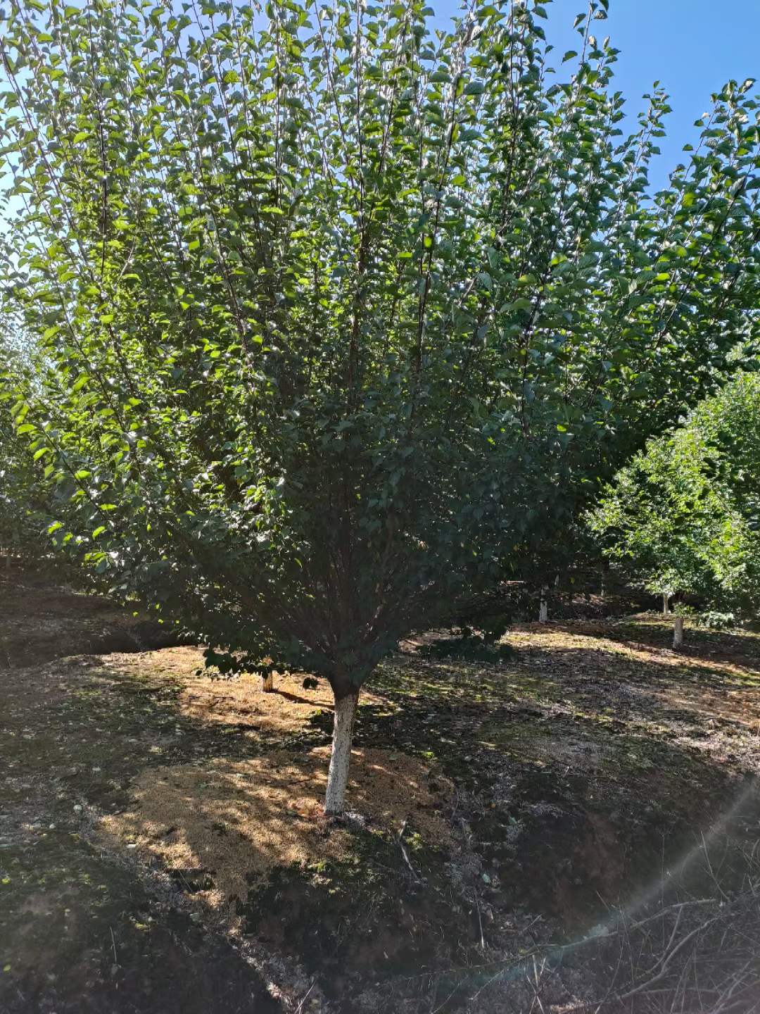 紅梅樹苗多少錢一棵 紅梅樹苗多少錢一棵