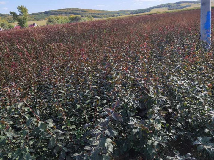 榆葉梅樹(shù)苗價(jià)格，榆葉梅小苗價(jià)格