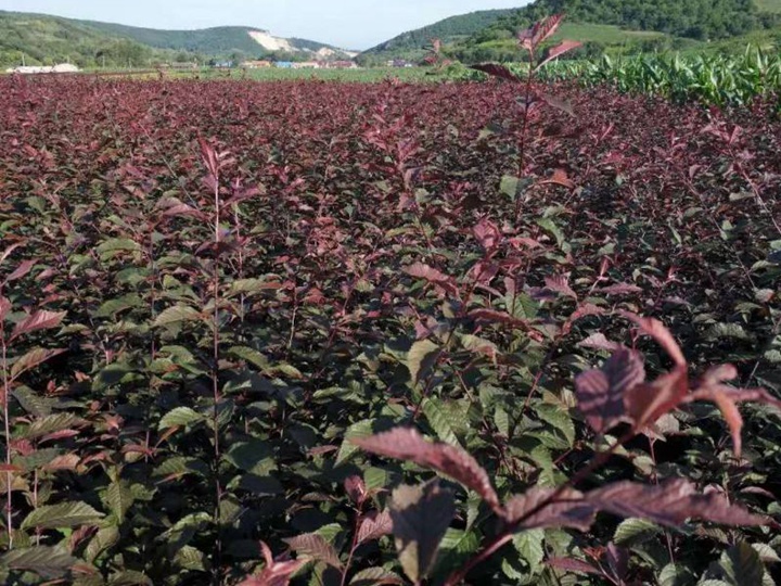 榆葉梅樹(shù)苗價(jià)格，榆葉梅小苗價(jià)格