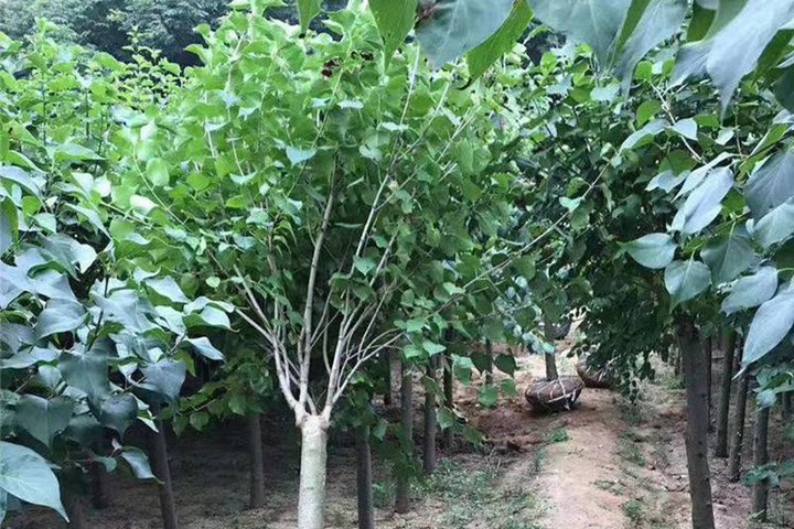 丁香樹(shù) 丁香樹(shù)