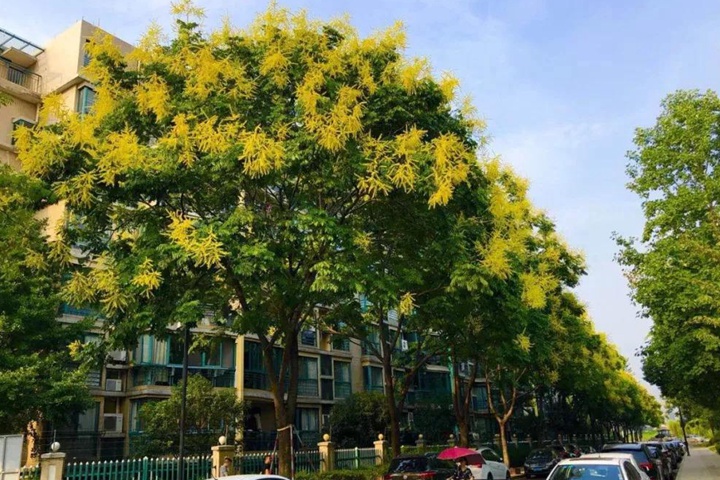 黃山欒樹什么時(shí)候修剪最好