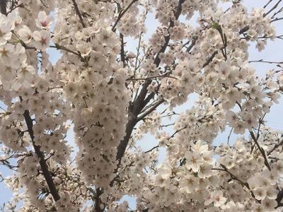 日本櫻花樹什么時(shí)候開花？花期多久？